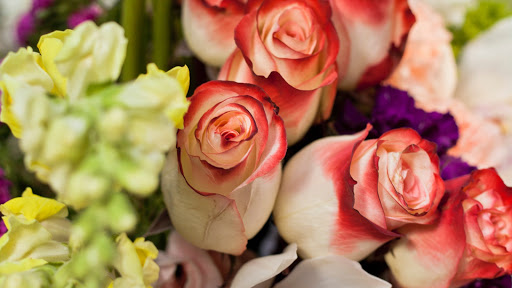 Dolce Blooms image