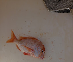 Lynski Fishing Charters photo