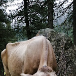 Photo n°15 de l'avis de Vlaha. fait le 21/09/2019 à 15:36 sur le  Malga Mare à Peio