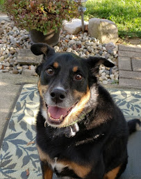 Jenny's Animal Service - Photo 3 - Car repair in Highland Charter Twp, MI, South Lyon