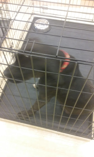 Pet Supply Store «Petco Animal Supplies», reviews and photos, 9603 North Sam Houston Pkwy E, Humble, TX 77396, USA