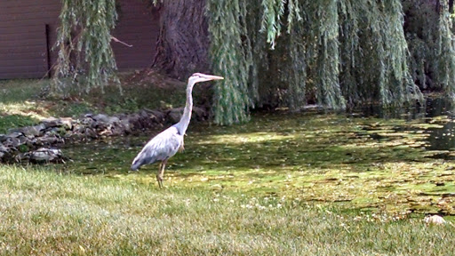 Country Club «Country Club of Rochester», reviews and photos, 2935 East Ave, Rochester, NY 14610, USA