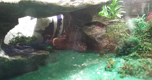 Pet Supply Store «PetSmart», reviews and photos, 2347 N Telegraph Rd, Monroe, MI 48162, USA