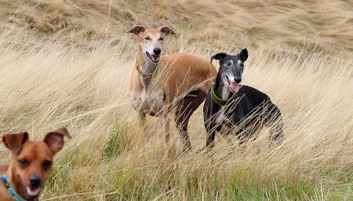 Hunde-frei-Zeit