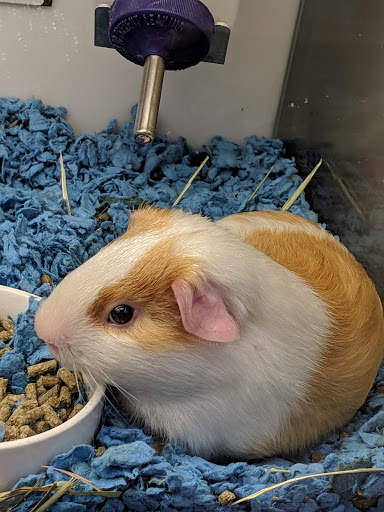 Pet Supply Store «Petco Animal Supplies», reviews and photos, 4450 Commercial St SE #150, Salem, OR 97301, USA