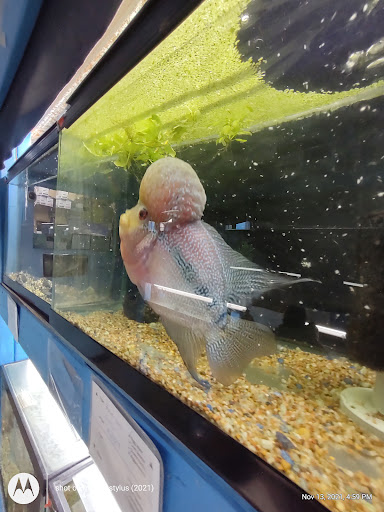 Shopping Mall «Cromwell Field Shopping Center», reviews and photos, 7383 Baltimore Annapolis Blvd, Glen Burnie, MD 21061, USA