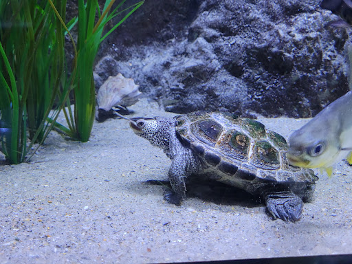 Aquarium «North Carolina Aquarium at Pine Knoll Shores», reviews and photos, 1 Roosevelt Blvd, Pine Knoll Shores, NC 28512, USA