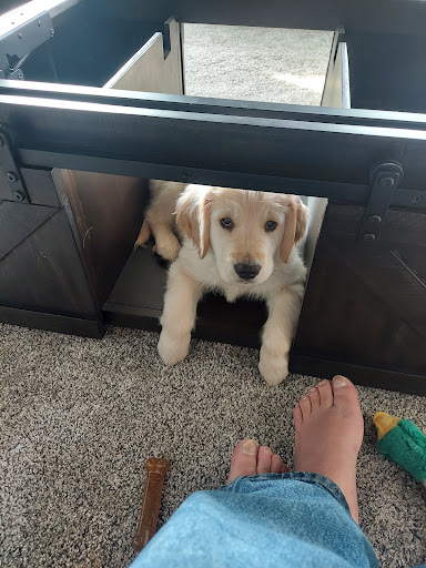 Perfect Little Puppy