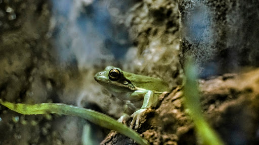 Museum «Discovery Place Nature», reviews and photos, 1658 Sterling Rd, Charlotte, NC 28209, USA