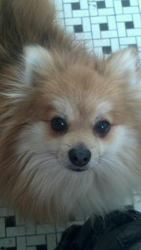 Pet Supply Store «Pet Supplies Plus», reviews and photos, 254 S Illinois Ave, Oak Ridge, TN 37830, USA