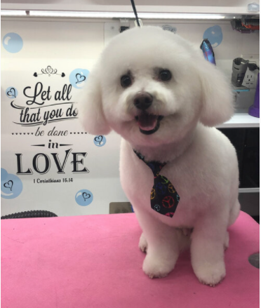 Dog Heart Grooming