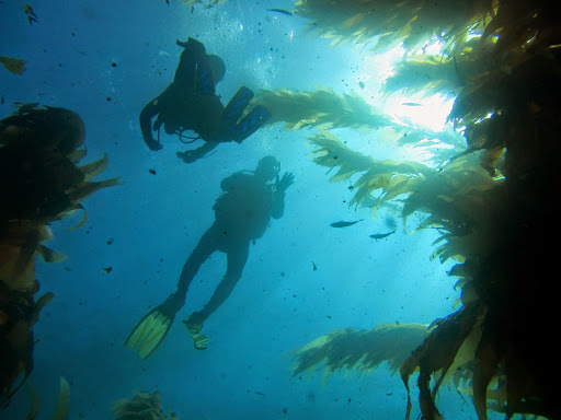 SCUBA Instructor «Tropical Adventures Scuba & Travel», reviews and photos, 3615 Portola Dr, Santa Cruz, CA 95062, USA