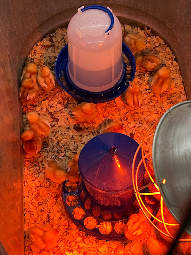 Home Improvement Store «Tractor Supply Co.», reviews and photos, 9630 Ida St, Omaha, NE 68122, USA