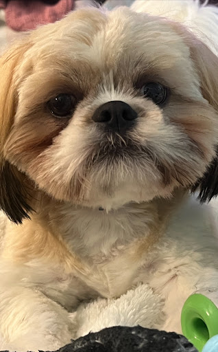 Countryside Animal Hospital