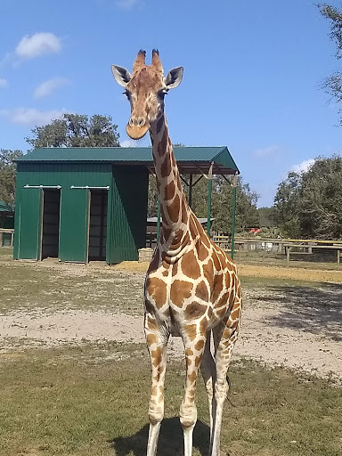 Ranch «Giraffe Ranch», reviews and photos, 38650 Mickler Rd, Dade City, FL 33523, USA