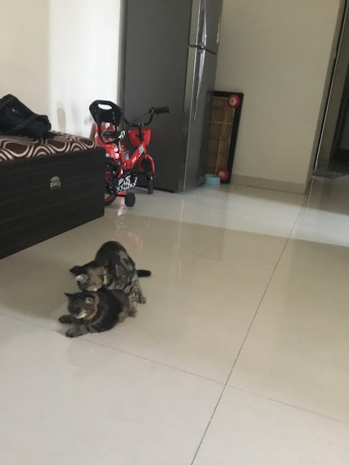 Google Maps image 17