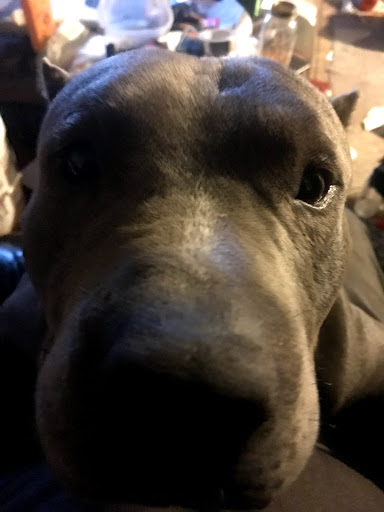 Out West Veterinary Services