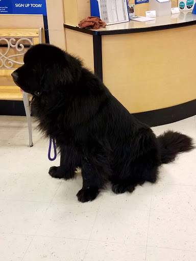 Pet Supply Store «PetSmart», reviews and photos, 6650 N Durango Dr, Las Vegas, NV 89149, USA