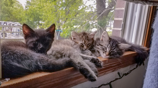 Fish Farm «The Lessman Farm & Truckhenge», reviews and photos, 4124 NE Brier Rd, Topeka, KS 66616, USA