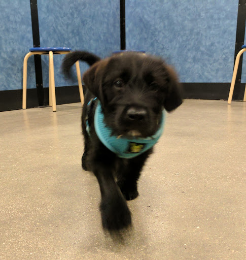 Pet Supply Store Â«PetSmartÂ», reviews and photos, 5013 S Cleveland Ave