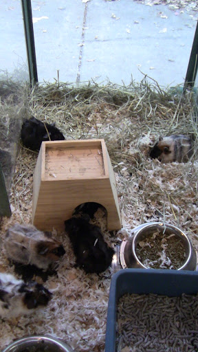 Pet Store «Wilmette Pet Center LLC», reviews and photos, 625 Green Bay Rd, Wilmette, IL 60091, USA