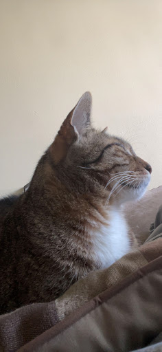 Pet Supply Store «PetSmart», reviews and photos, 7850 W Commercial Blvd, Lauderhill, FL 33351, USA