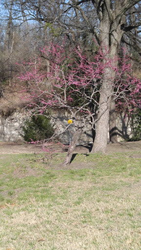 Park «Community Park - Shawnee Park», reviews and photos, 3380 Sherwood Dr, Plano, TX 75074, USA