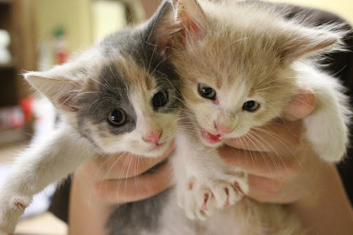 Tim Deshotel, DVM image