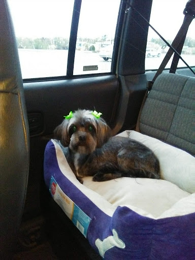 Pet Supply Store «PetSmart», reviews and photos, 3601 Rib Mountain Dr, Wausau, WI 54401, USA