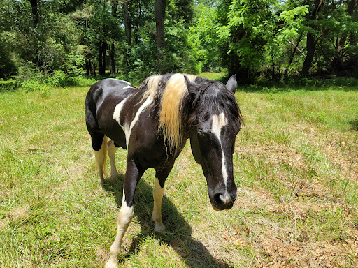 Tourist Attraction «William Harris Homestead», reviews and photos, 3636 State Hwy 11, Monroe, GA 30656, USA
