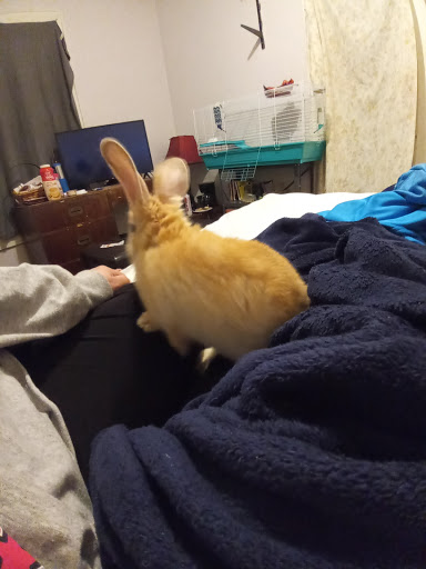 Pet Store «Petland», reviews and photos, 351 Diederich Blvd, Ashland, KY 41101, USA