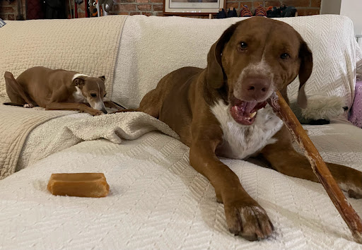 Pet Store «Fairmount Pet Shoppe», reviews and photos, 2024 Fairmount Ave, Philadelphia, PA 19130, USA