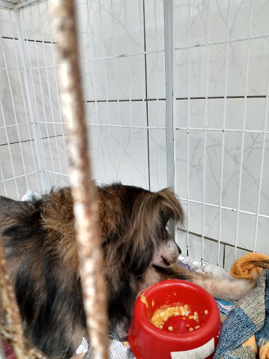 Veterinary Clinic Dr. Yara Koos em Santo André - SP