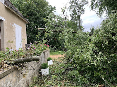 Auprès de mon arbre à Vichy