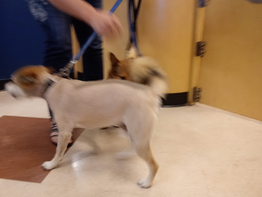 Pet Supply Store «PetSmart», reviews and photos, 10625 N Oracle Rd, Oro Valley, AZ 85737, USA