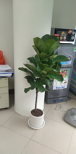 Top 20 cửa hàng cây kiểng Huyện Ba Vì Hà Nội 2022