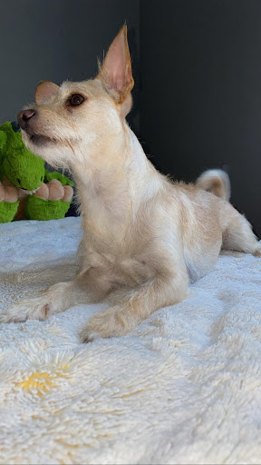 Pet Supply Store «Petco Animal Supplies», reviews and photos, 1919 El Camino Real, Mountain View, CA 94040, USA