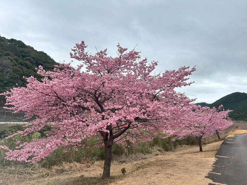 小柳の河津桜
