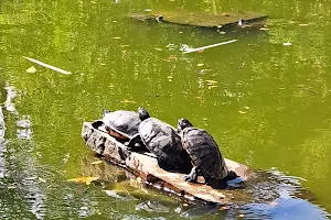 UT Turtle Pond image