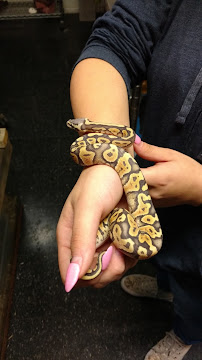 Chameleon Counters - Photo 8 - Car repair in Copperas Cove, TX, Killeen