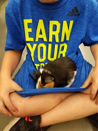 Pet Supply Store «Pet Supplies Plus», reviews and photos, 61 Irving Park Rd, Streamwood, IL 60107, USA