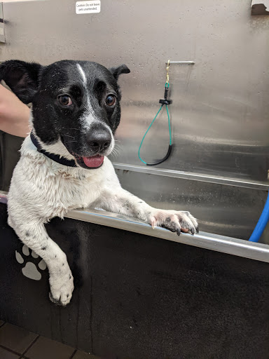 Pet Supply Store «Pet Supplies Plus», reviews and photos, 126 E Main St, Smithtown, NY 11787, USA