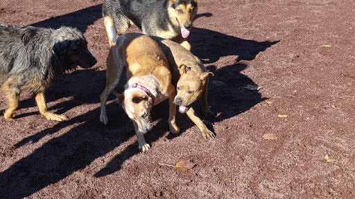 Dog Trainer «Awesome Dawgs Dog Training LLC», reviews and photos, 3052 Pricetown Rd, Temple, PA 19560, USA