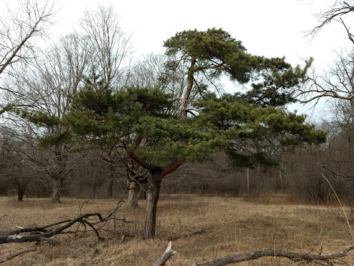 Nature Preserve «Camp Pine Woods», reviews and photos, Central Rd, Glenview, IL 60025, USA