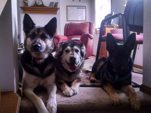 Pet Supply Store «Pawpular Companions Pet Supplies», reviews and photos, 21950 E Country Vista Dr, Liberty Lake, WA 99019, USA