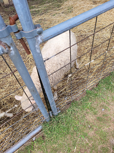 Zoo «The Petting Zoo at Breezeway Farm», reviews and photos, 161 Anawana Lake Road, Monticello, NY 12701, USA