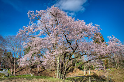 氏邦桜(鉢形城の桜・エドヒガン)