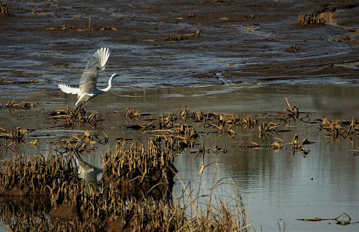 Nature Preserve «Lake Conestee Nature Park», reviews and photos, 601 Fork Shoals Rd, Greenville, SC 29605, USA