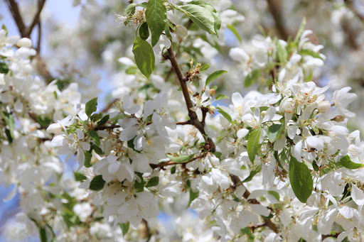 Public Golf Course «Wellshire Golf Course», reviews and photos, 3333 S Colorado Blvd, Denver, CO 80222, USA