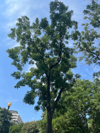 Recreation Center «Rosedale Recreation Center», reviews and photos, 1701 Gales St NE, Washington, DC 20002, USA